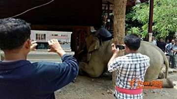 Voi khổng lồ quỳ gối, vĩnh biệt chủ nhân trong quan tài