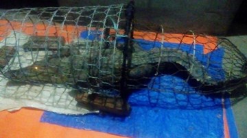 Cận cảnh khúc sông ở Hà Nội nơi bắt được cá sấu nặng 30kg