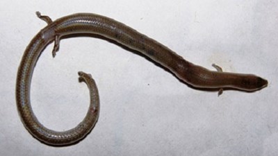 Kỳ lạ loài 'rắn' có 4 chân giá bạc triệu được dân mạng ráo riết săn lùng