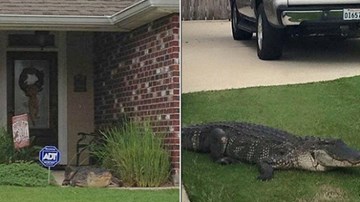 Cá sấu bật nắp cống chui ra, húc vào cửa nhà dân