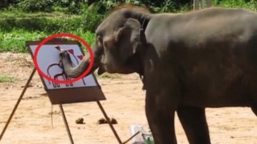 Voi vẽ voi tuyệt đẹp
