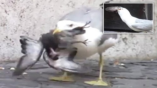 Hải âu khát máu, nuốt ực bồ câu trong chớp mắt