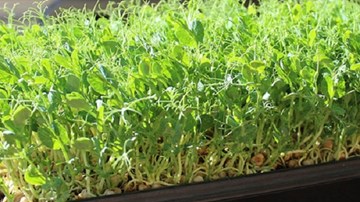 Kinh hoàng hạt giống trồng rau mầm tẩm hóa chất độc hại