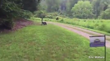 Cảnh sát Mỹ yêu cầu dân không bắn “quái vật chân to”