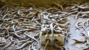 Chàng trai kiếm tiền tỷ nhờ nuôi bọ cạp rắn mối