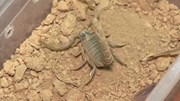 Độc đáo chiếc máy vắt “sữa” bọ cạp ở Morocco