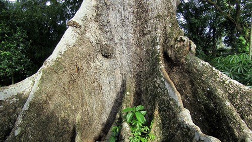 Cây bàng đá chết khô ở Sóc Trăng, đại gia trả giá 30 tỷ đồng