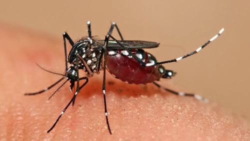 Muỗi vằn truyền bệnh sốt xuất huyết tăng 3,5 lần tại Hà Nội