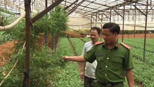 Phát hiện vườn cần sa trong nhà kính