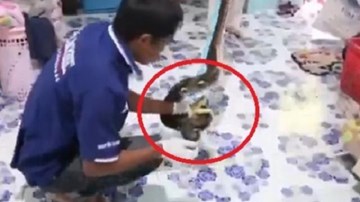 Màn bắt trăn 