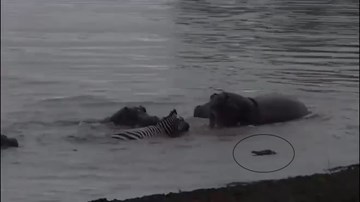 Ngựa vằn thoát chết khỏi hàm cá sấu nhờ gia đình hà mã