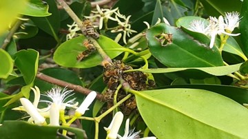 Thu hàng trăm triệu nhờ đưa ong đi lấy mật hoa sú vẹt