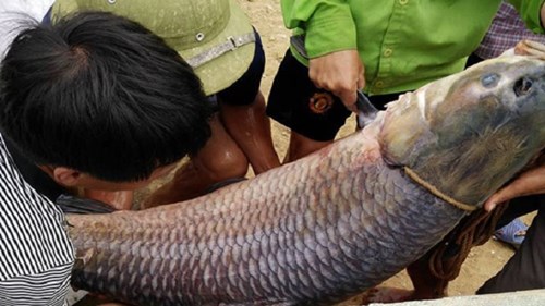 Cận cảnh cá trắm 'khủng' nặng 42kg vừa sa lưới ngư dân Yên Bái
