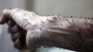Rùng mình cảnh thò tay cho hàng vạn con muỗi đốt hút máu