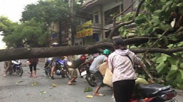 Hoàn lưu bão số 6 gây dông lốc, quật gãy cây xanh ở Lào Cai