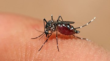 Muỗi 'không có cửa' đốt người ở quốc gia này để lây sốt xuất huyết