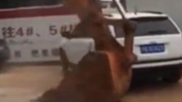 Đỗ xe bừa bãi, hai ô tô bị cần cẩu quăng đến méo