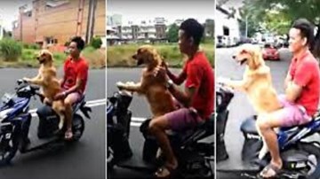 Chú chó chở chủ đi chơi bằng xe máy “gây sốt” ở Thái Lan