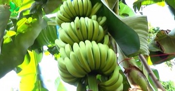 Sau thua lỗ, dân Đồng Nai lại ồ ạt trồng chuối chờ Trung Quốc thu mua