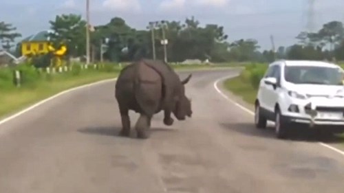 Tê giác hung hăng lùa ô tô, hàng loạt tài xế khiếp đảm quay đầu