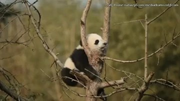 Mắc kẹt giữa chạc cây, gấu trúc con ngủ ngon lành