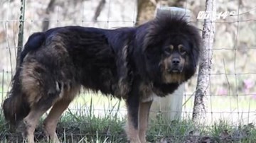 Phải bồi thường cho hàng xóm hơn 200,000 USD vì... để chó sủa