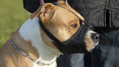 Từ tháng 9: không đeo rọ mõm cho chó bị phạt 800.000 đồng