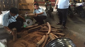 Phát hiện hàng trăm kg ngà voi cất giấu tinh vi trong thùng phuy nhựa đường