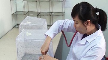 Bao giờ miền Bắc thả muỗi Wolbachia diệt muỗi sốt xuất huyết?