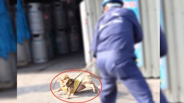 Đội săn bắt chó tóm gọn chó thả rông trong... 