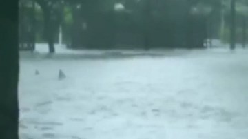 Cá mập bơi trên phố ở Mỹ sau siêu bão 'quái vật' Irma