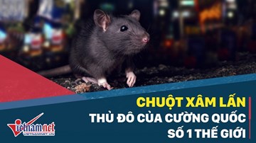 Chuột 'khủng bố' thủ đô của cường quốc số 1 thế giới