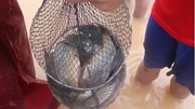 Người dân Quảng Bình quăng chài, thả lưới bắt cá 'khủng' giữa phố sau bão