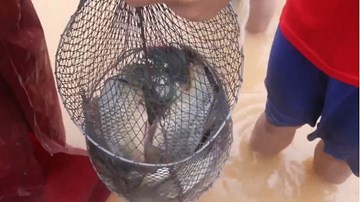 Người dân Quảng Bình quăng chài, thả lưới bắt cá 'khủng' giữa phố sau bão