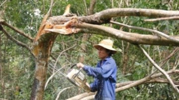 Người dân ứa nước mắt cưa vườn cao su đổ gãy sau bão số 10