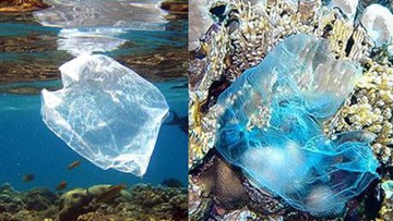 Núi rác khổng lồ, diện tích bằng lãnh thổ Mexico trên Thái Bình Dương