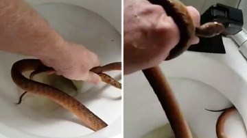 Tay không lôi rắn nâu kịch độc ra khỏi bồn cầu nhà dân