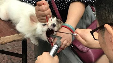 Gây mất trật tự, nhiều chú chó bị 