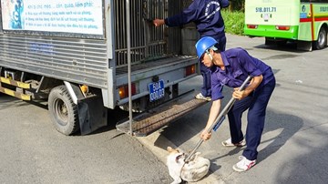 Bắt chó thả rông có khó?