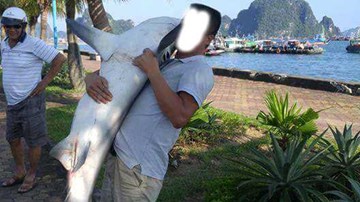 Xôn xao thông tin cá mập xuất hiện ở vịnh Hạ Long: Chuyên gia nói gì?