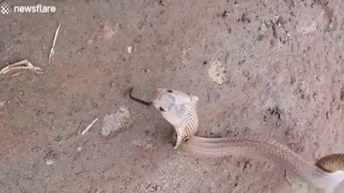 Kinh dị rắn hổ mang bị con rắn khác làm tổ trong mũi