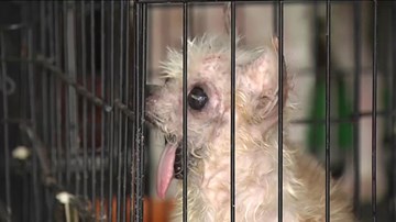 Những chó mèo bị đối xử tàn tệ được giải cứu