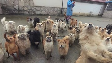 Số phận của chó thả rông ở một số nước châu Á