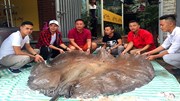 "Thủy quái" báu vật khủng 216kg, dài 3,2m chưa từng thấy ở Việt Nam