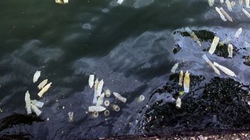 Bao cao su lại nổi trắng mặt hồ ở Hà Nội