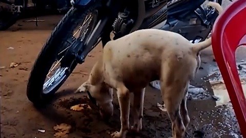 Chú chó thông minh đào đất “giấu” bánh để dành