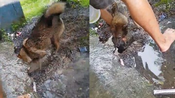 Mưa lớn ngập hang chó mẹ chạy về cứu 3 chó con thoát nạn