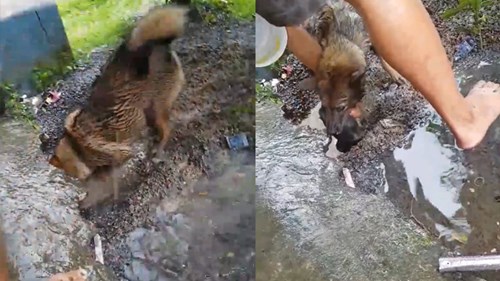 Mưa lớn ngập hang chó mẹ chạy về cứu 3 chó con thoát nạn