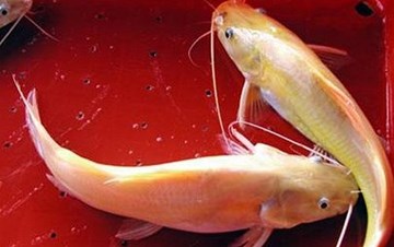 Mục sở thị nuôi cá lăng vàng 'tiến Vua' trên sông Hồng