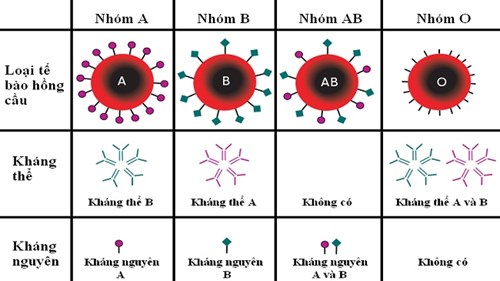Tại sao bạn phải ăn uống và tập luyện theo nhóm máu?